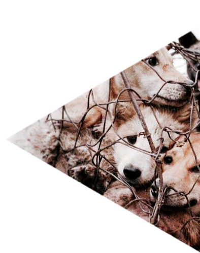Animais